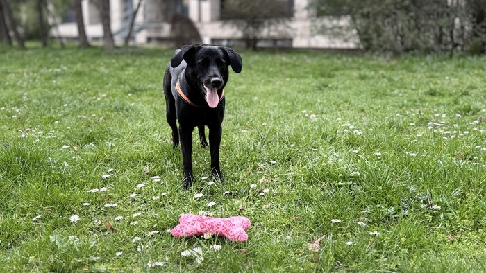 Pes na sídlisku a v lese