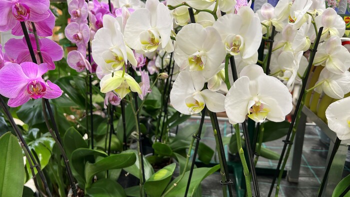 Výstava orchideí v Botanickej záhrade UPJŠ v košiciach