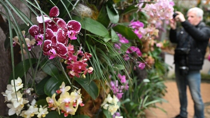 Výstava orchideí Skvosty v ríši rastlín