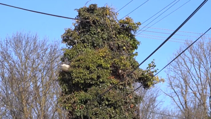 Brečtan na elektrickom stĺpe spôsobuje výpadky elektrickej energie v Klobušiciach