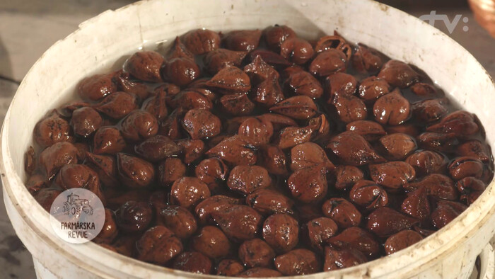 Vrtivka orechová | Sobota s Jánom Škorňom