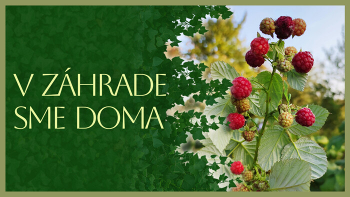Starostlivosť o maliny | V záhrade sme doma