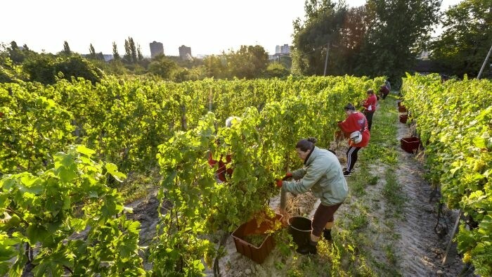 Eslovaquia acoge con agrado medidas para proteger mejor el sector vitivinícola europeo