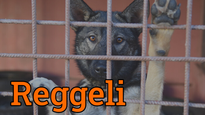 A konszolidáció miatt még kóbor állatból is több van