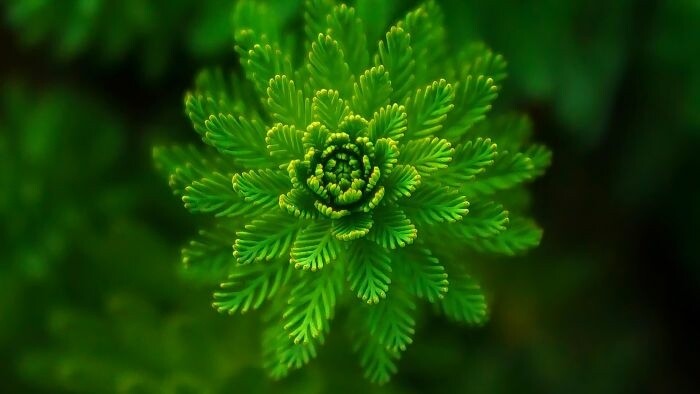 Environmentálny žiaľ a jubilejný rok sv. Františka z Assisi