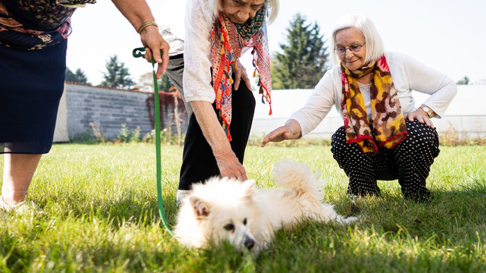 Pes automaticky neposlúcha celú rodinu