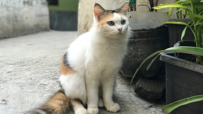 Ako pracovať s príliš bojazlivou mačkou