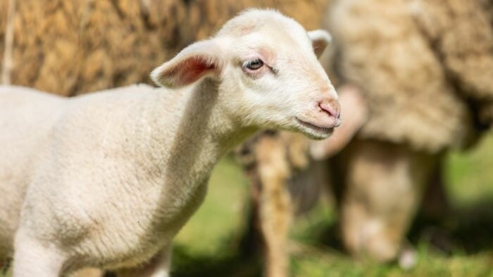 Jahňatá na veľkonočný trh