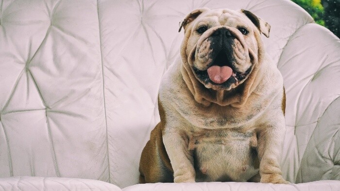 Ako zistíme, že pes má nadváhu?