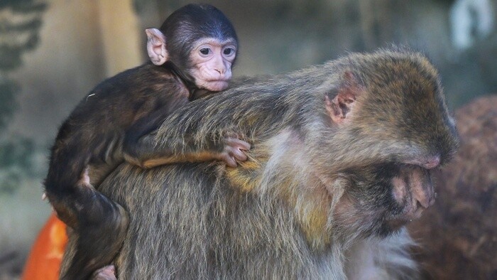 Dobré správy z košickej ZOO