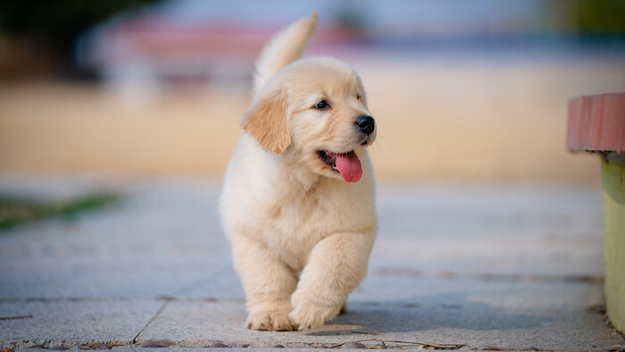 Pes ako zvestovateľ choroby