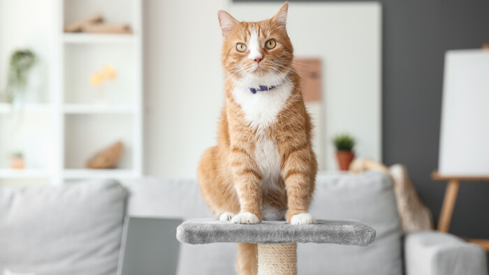 Odúčame mačku škrabať nás počas hry 