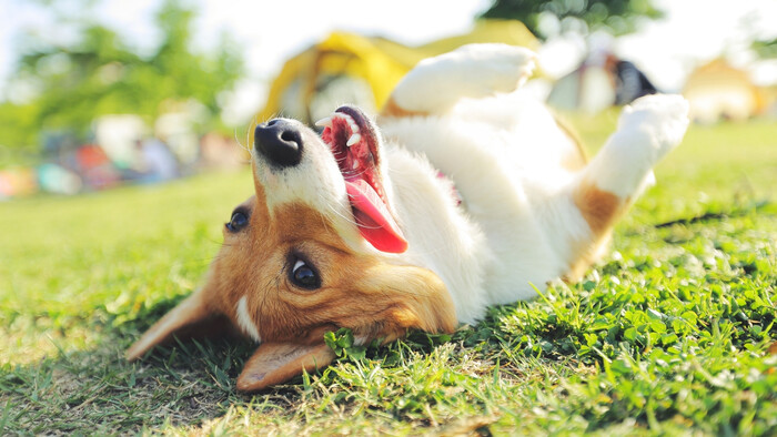 Raj pre štvornohých miláčikov