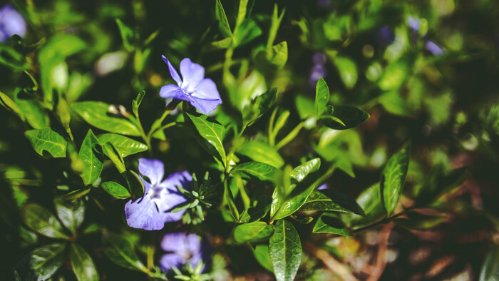 Pojazdný floramobil