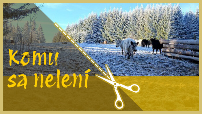 Kravské plemeno Galloway | Komu sa nelení