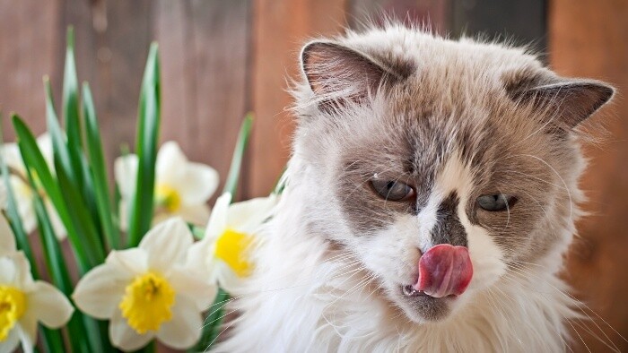 Prečo nás mačky oblizujú?