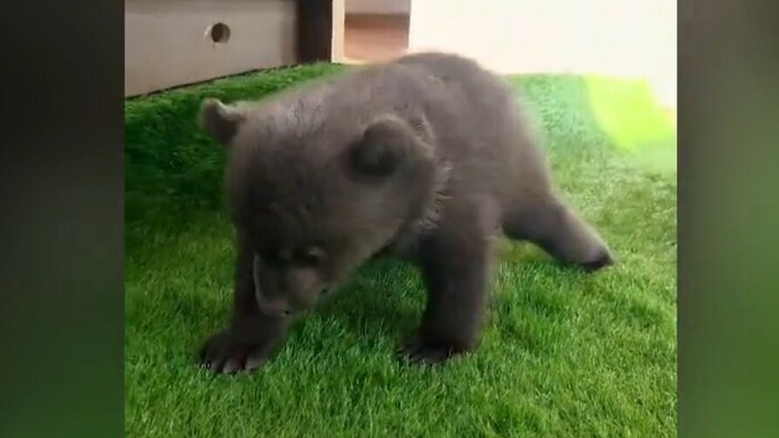 Už sa plazia a skúšajú prvé kroky