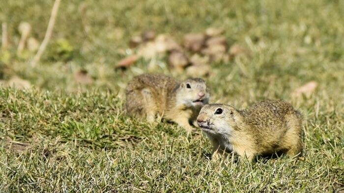 Zobudili sa prvé tisícky sysľov