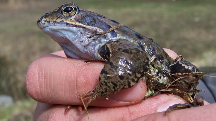 Dobrovoľníci na Striebornici zachraňujú žaby