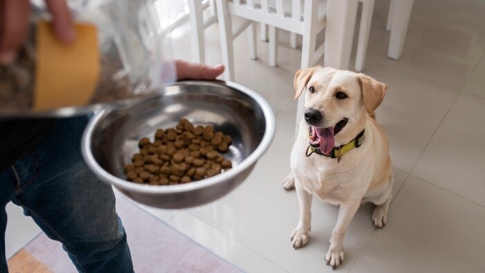 Výpočet ideálnej dávky krmiva pre psa a mačku 