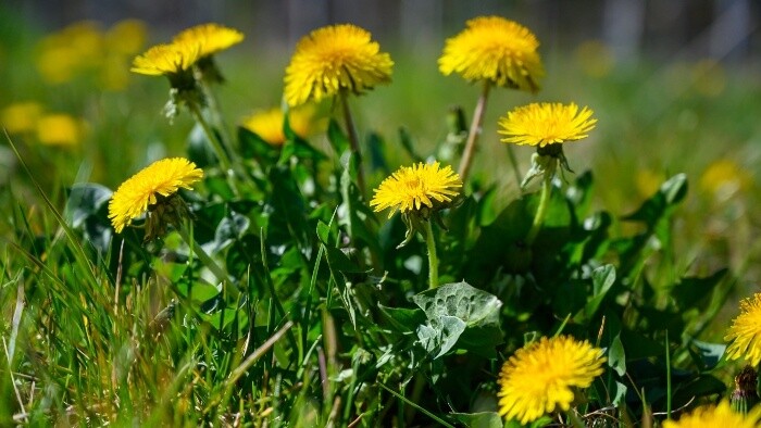 Púpavové listy ako šalát