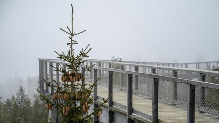 Vedci hľadajú populácie smreka 