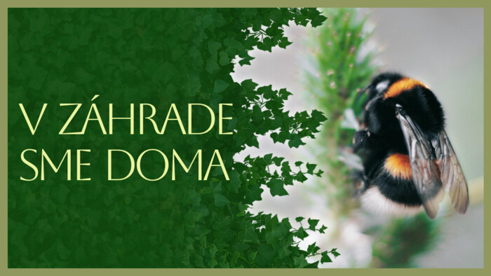 Čmele a ich význam pre záhradu | V záhrade sme doma