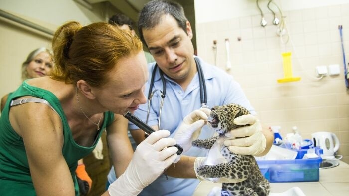 Veterinarios eslovacos ayudan en Chipre a combatir la fiebre aftosa