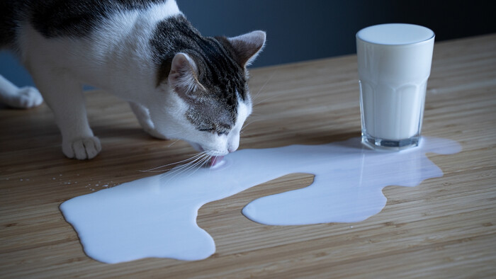 Mačka a mliečne výrobky