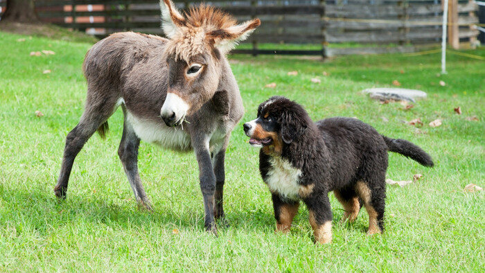 Zamyslenie / Pes a osol