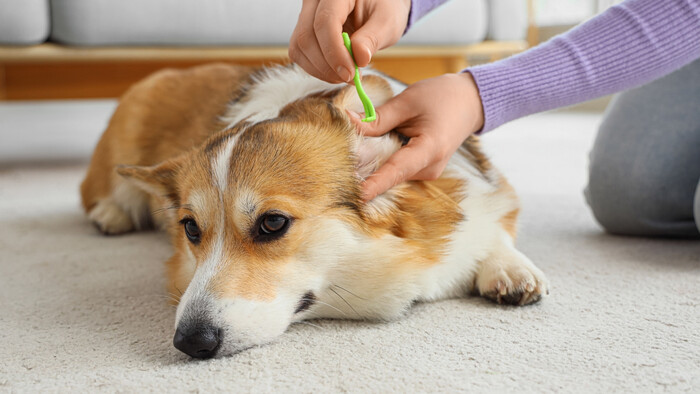 Vyberáme kliesťa z kožucha