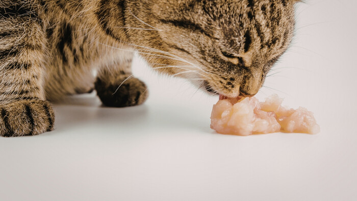 Surové mäso pre mačku