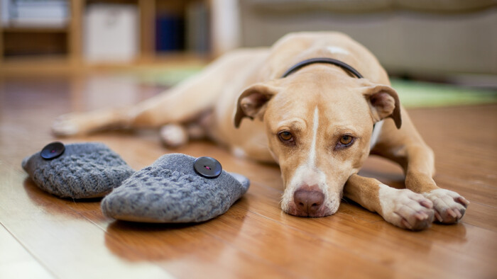 Nevýhody obojka proti kliešťom 