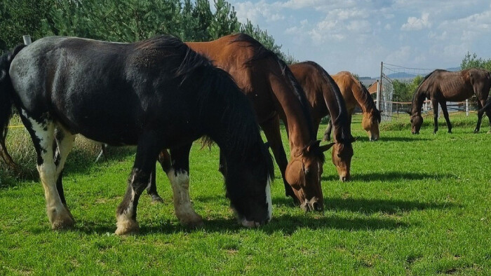 Hipoterapa v Čeľadinciach