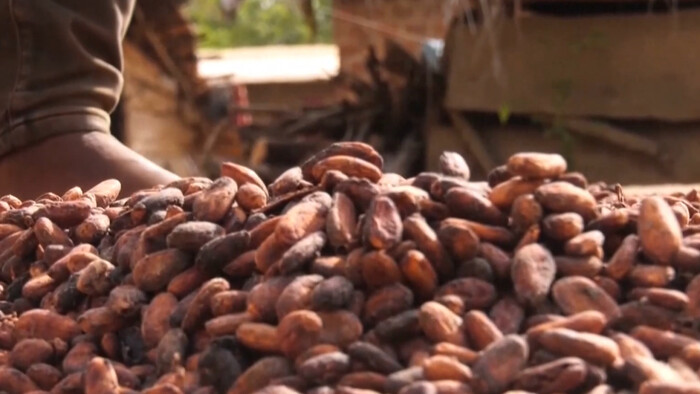 Najväčší producent kakaa na svete rieši problém s výplatami farmárom. Kakao odovzdali ešte vlani, peniaze stále nevideli