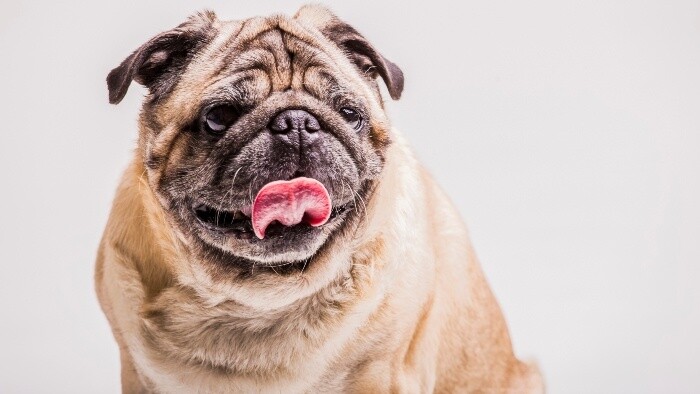  Nadváha a obezita u zvierat