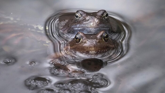 V marci sa začína jarná migrácia žiab