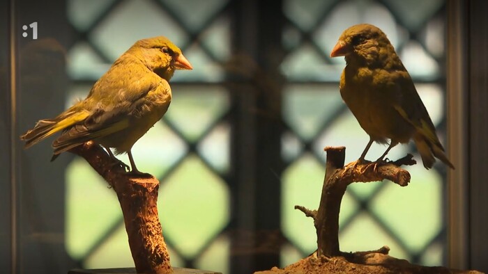 Slovensko v obrazoch