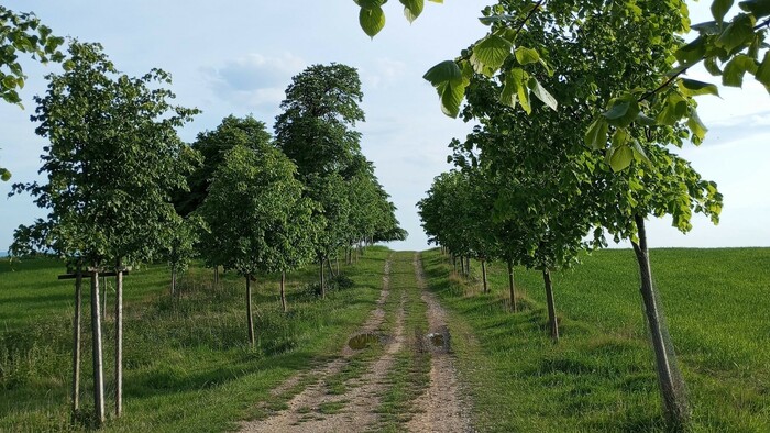 Unínska alej, pohľad k rozhľadni (Jarmila Kollárová).jpg