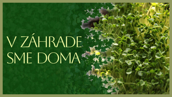 Aké druhy zeleniny sú vhodné ako mikrobylinky | V záhrade sme doma