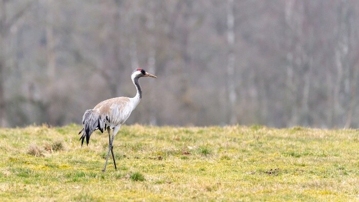 Pozorovanie žeriavov popolavých