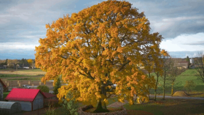 Литовский дуб стал Европейским деревом года 2026