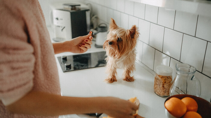 Keď zvieratká nechcú jesť