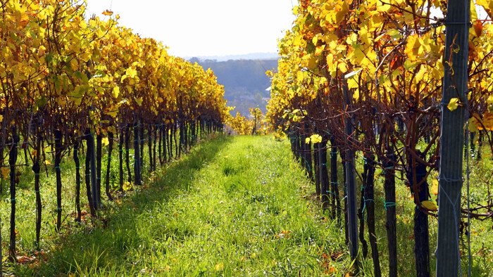 Vinohrady v ohrození - zlaté žltnutie viniča sa šíri