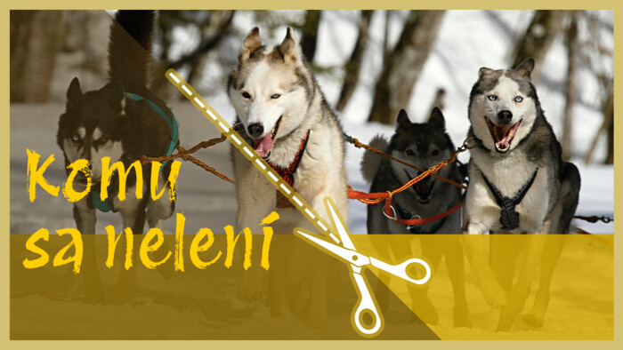 Chov psov plemena sibírsky husky | Komu sa nelení