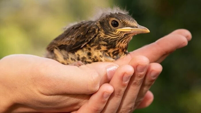 Nenápadný týždeň