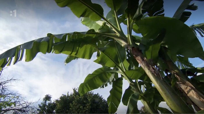 Postav dom, zasaď strom