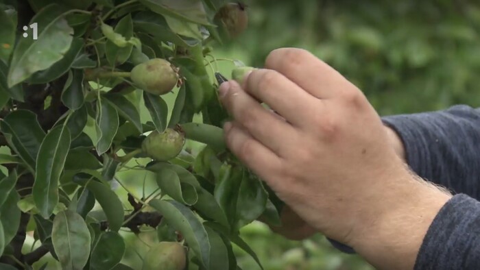 Postav dom, zasaď strom