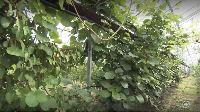 Postav dom, zasaď strom