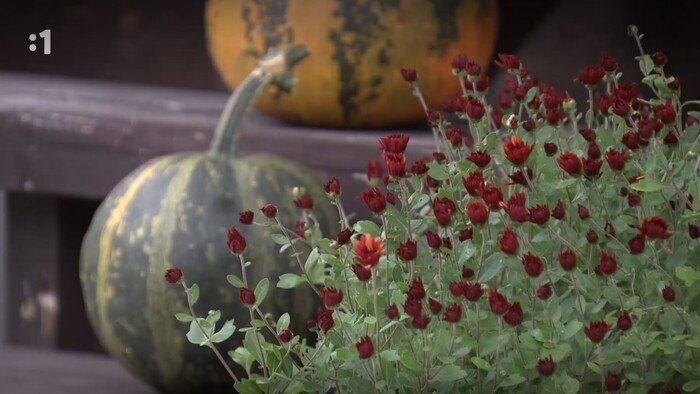 Postav dom, zasaď strom